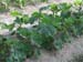 Lady Finger planting 14